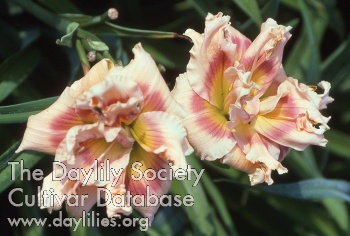 Daylily Art Song